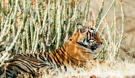 Индия - Златният триъгълник и сафари в джунглата